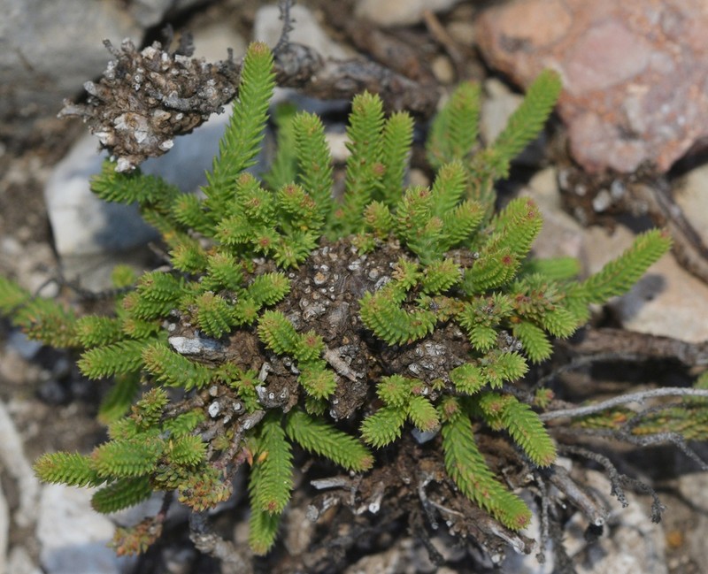 Hypericum ericoides photo 2