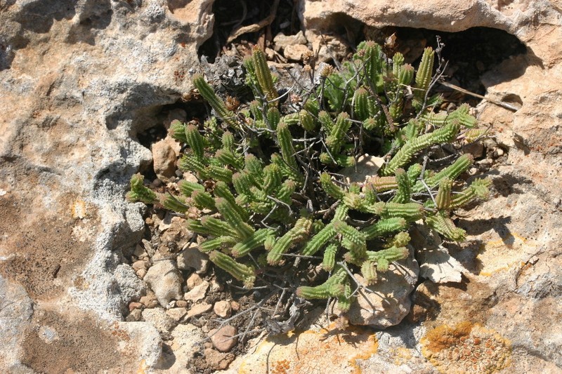 Hypericum ericoides photo 3