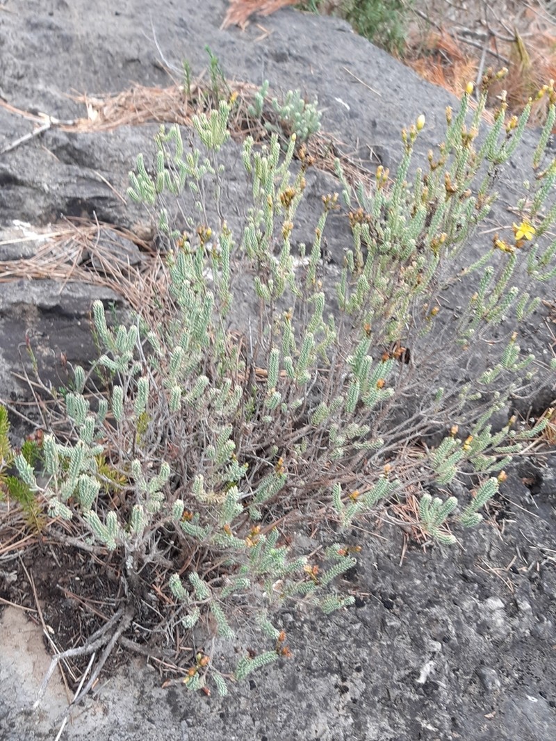 Hypericum ericoides photo 5