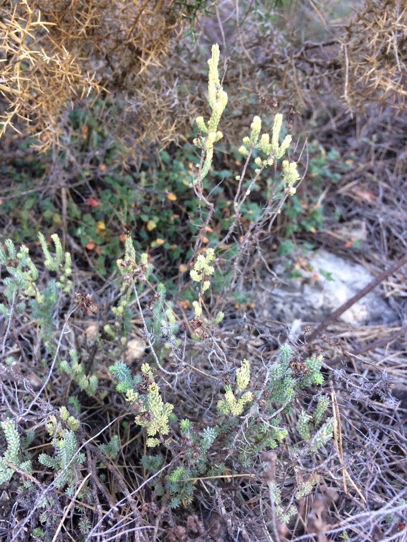 Hypericum ericoides photo 6