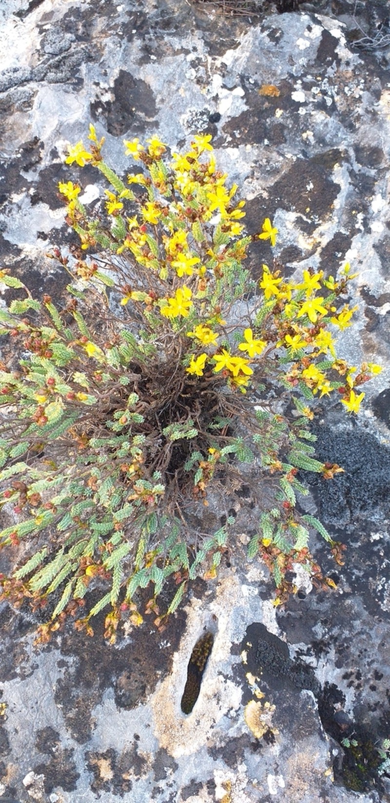 Hypericum ericoides photo 7
