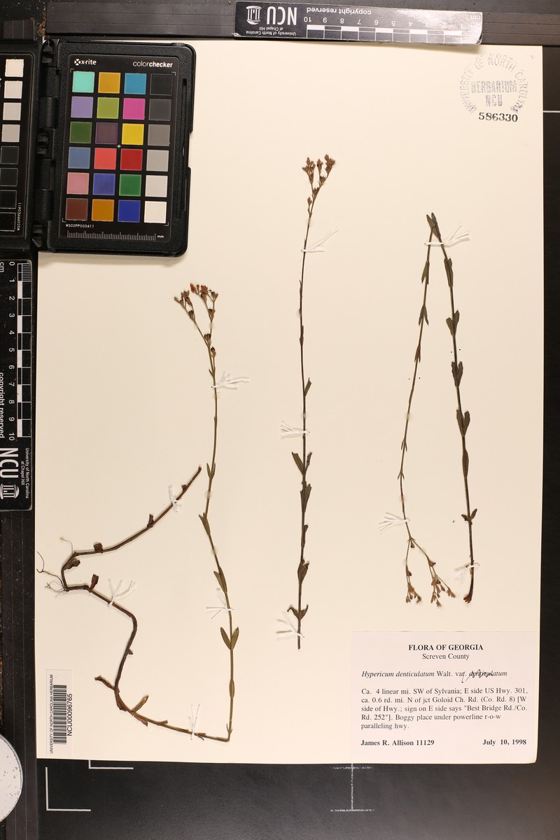 Sparse-Leaved St. Johnswort