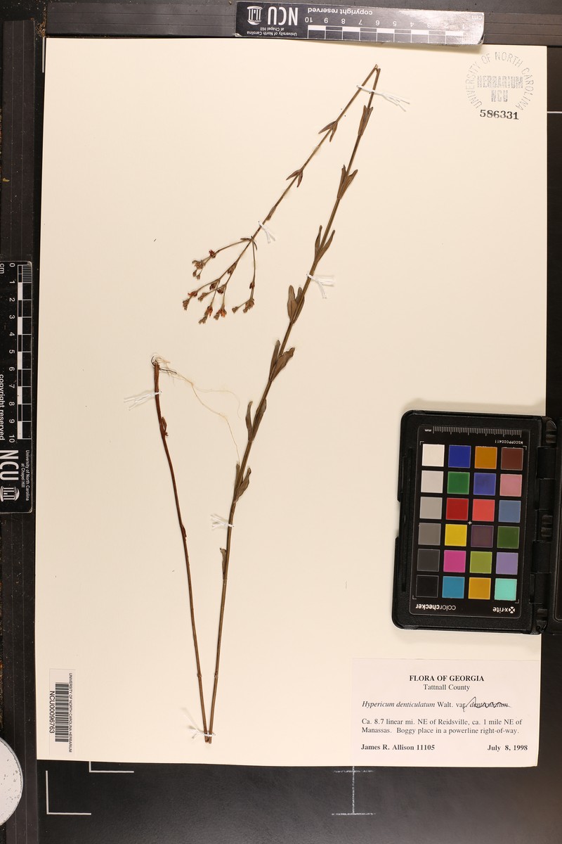 Sparse-Leaved St. Johnswort photo 2
