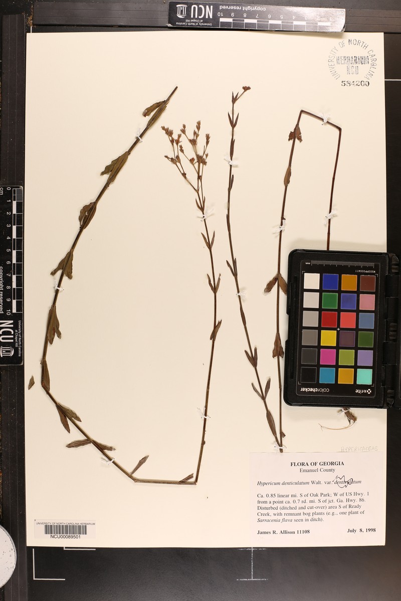 Sparse-Leaved St. Johnswort photo 3