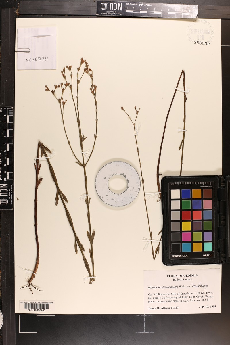 Sparse-Leaved St. Johnswort photo 4