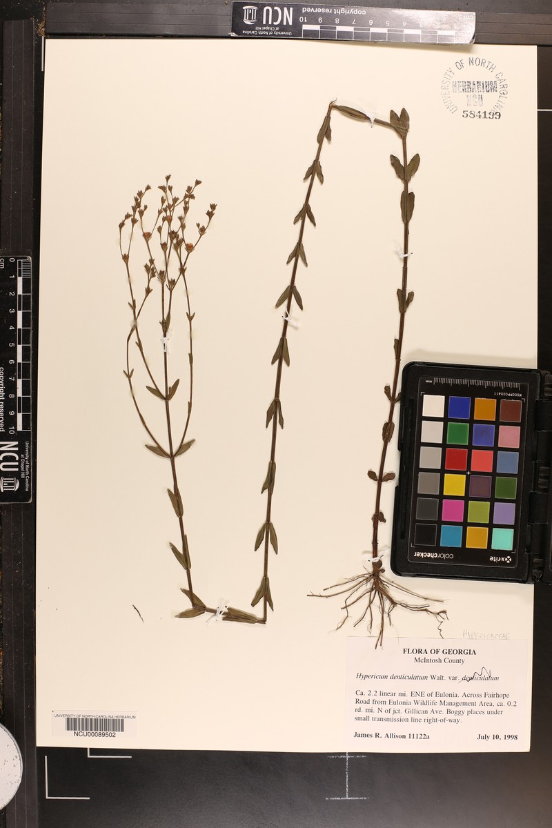 Sparse-Leaved St. Johnswort photo 5