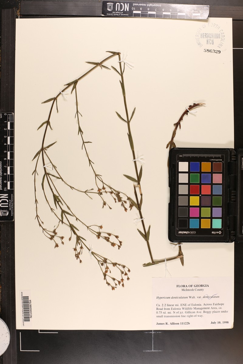 Sparse-Leaved St. Johnswort photo 6