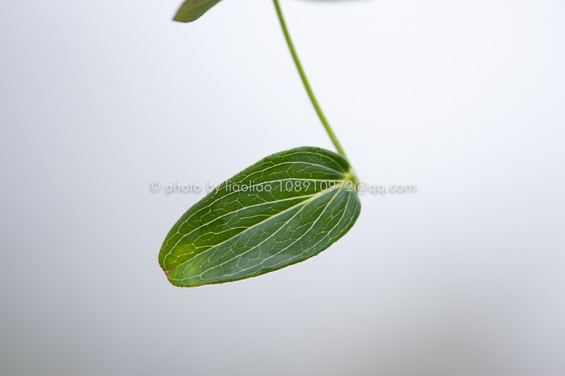 Hypericum faberi