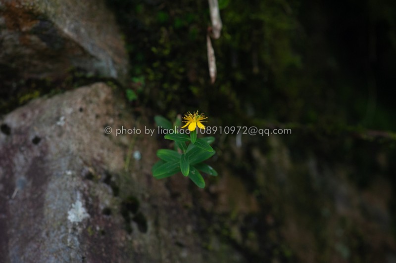 Hypericum faberi photo 2