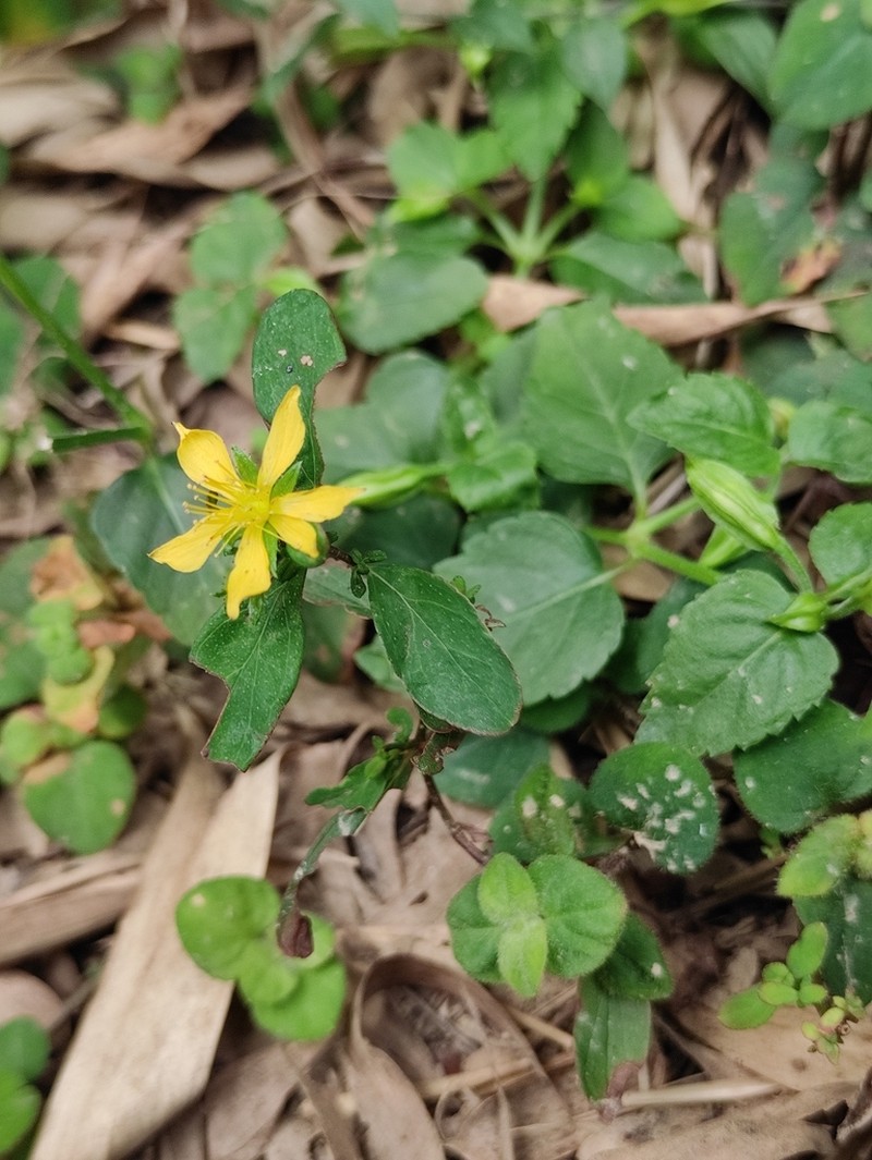 Hypericum faberi photo 3