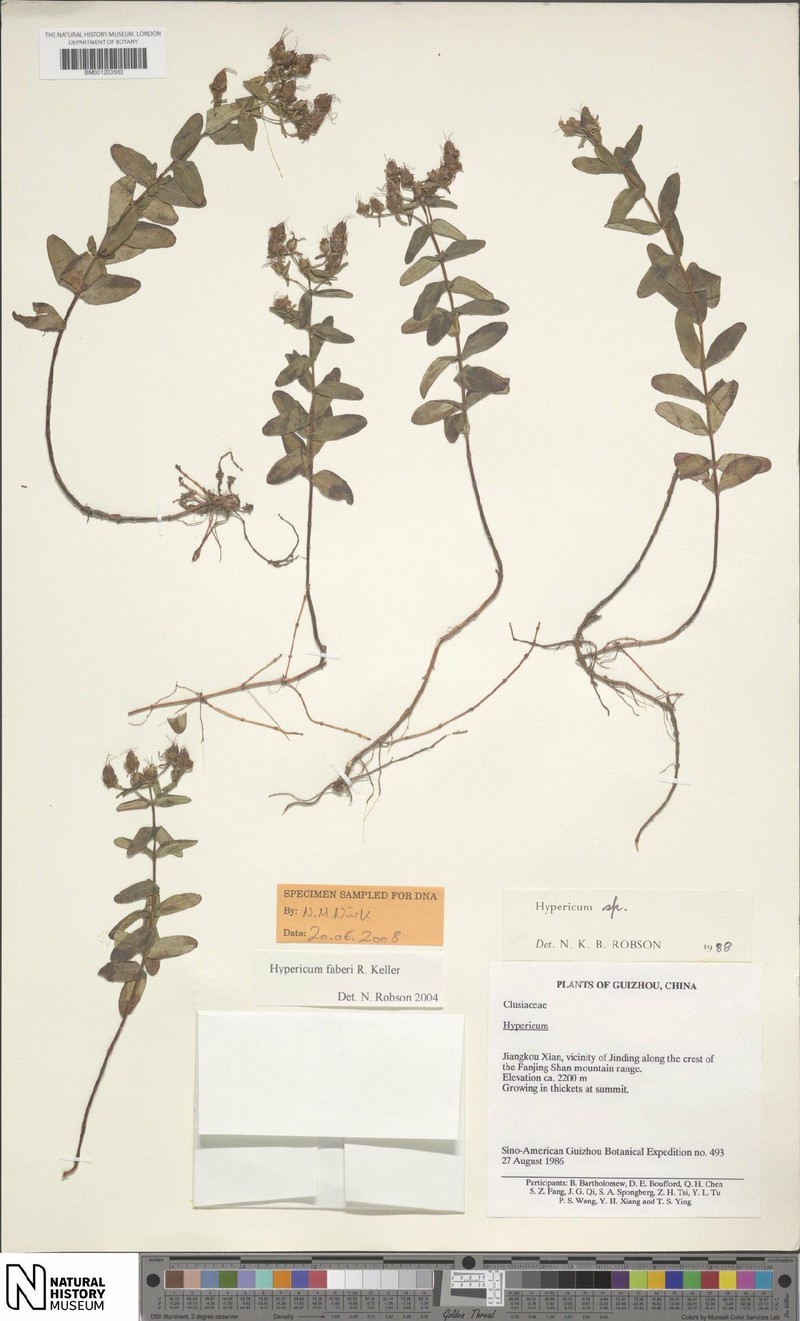 Hypericum faberi photo 4