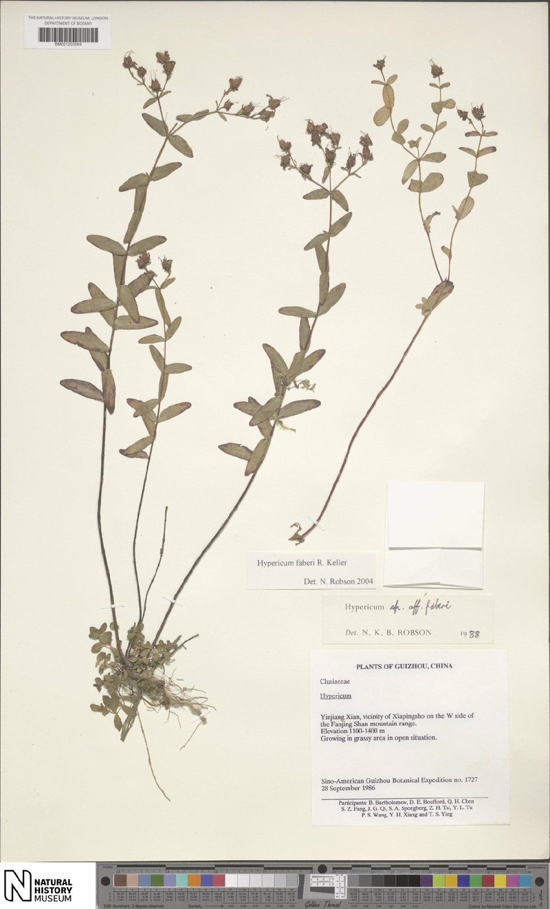 Hypericum faberi photo 5
