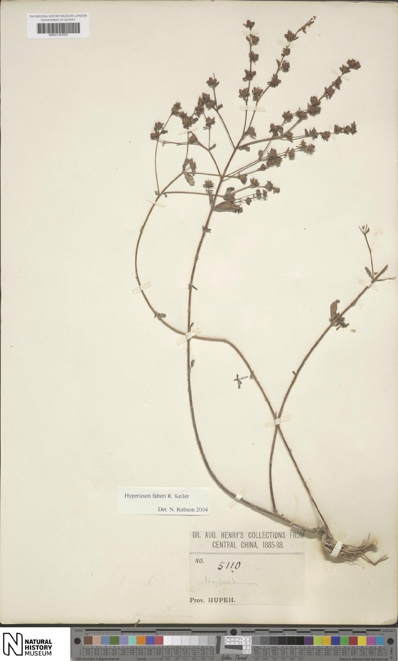 Hypericum faberi photo 6