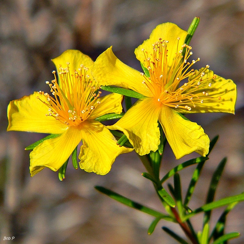 Peelbark St. Johnswort