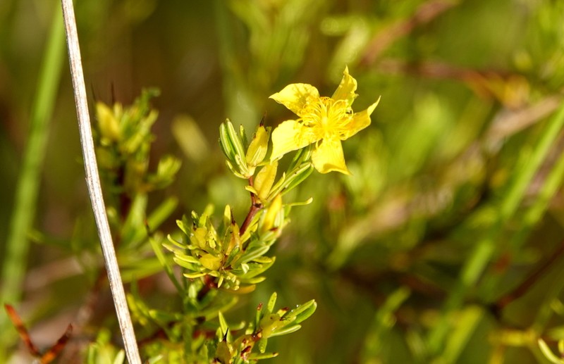Peelbark St. Johnswort