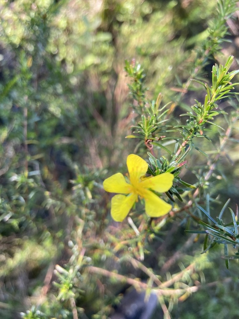 Peelbark St. Johnswort photo 2