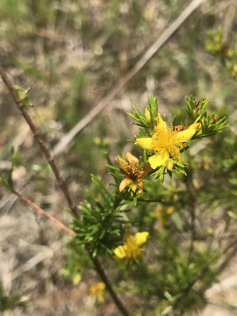 Peelbark St. Johnswort photo 3
