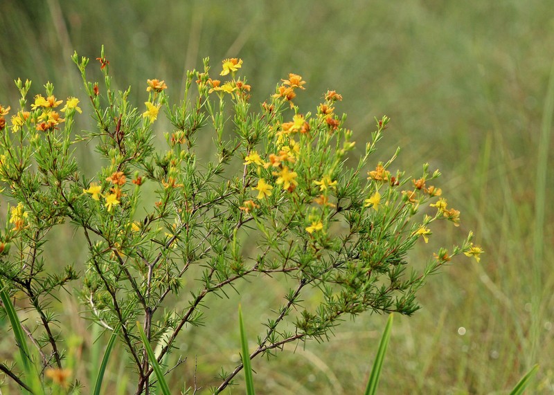 Peelbark St. Johnswort photo 4
