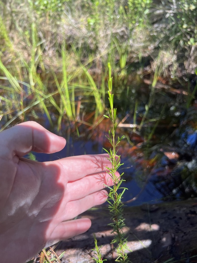 Peelbark St. Johnswort photo 5