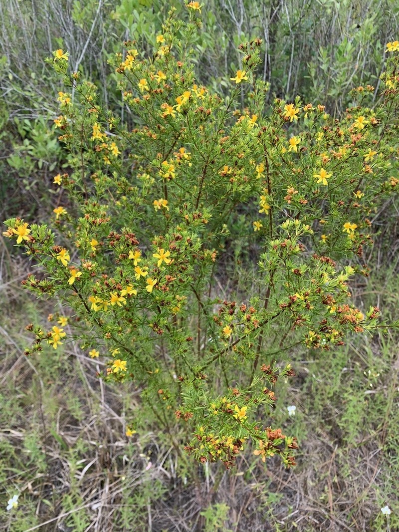 Peelbark St. Johnswort photo 6