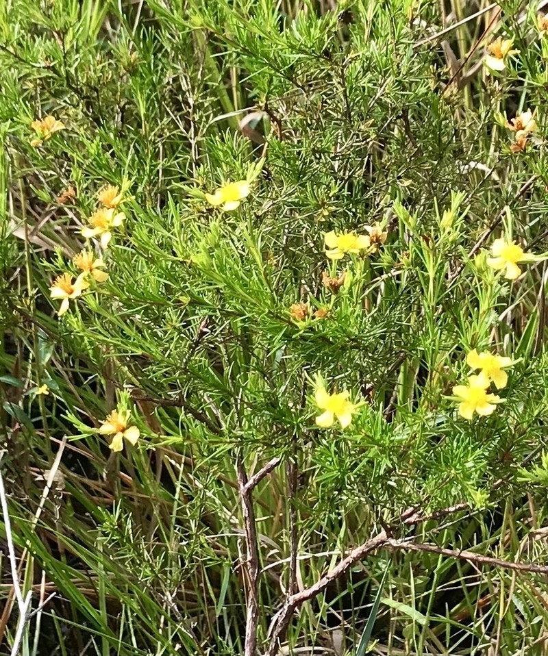 Peelbark St. Johnswort photo 7