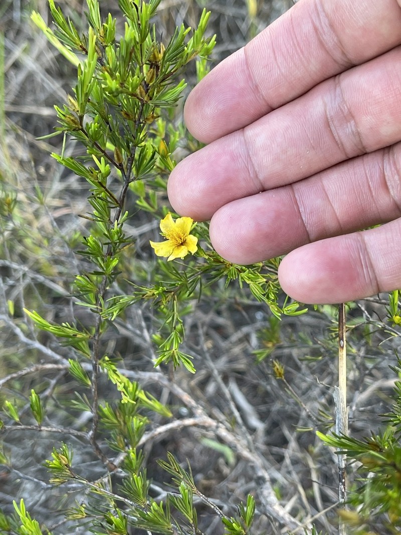 Peelbark St. Johnswort photo 8
