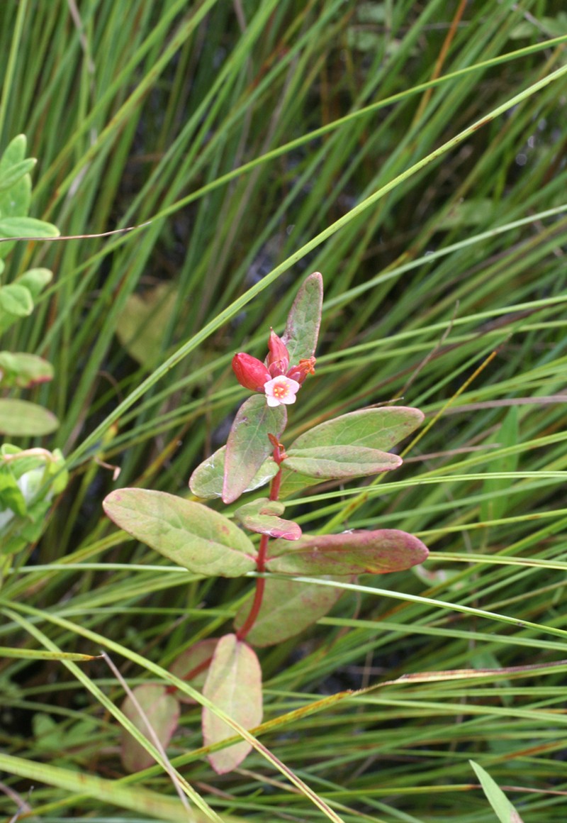Hypericum fauriei
