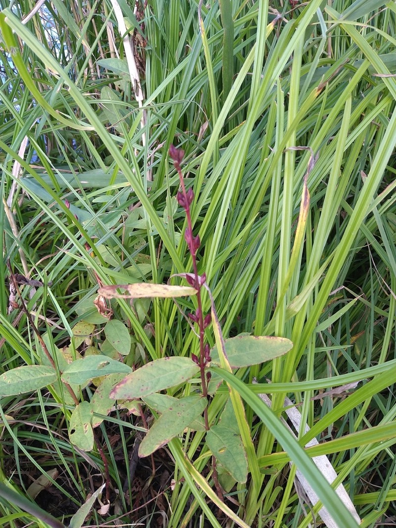 Hypericum fauriei photo 2