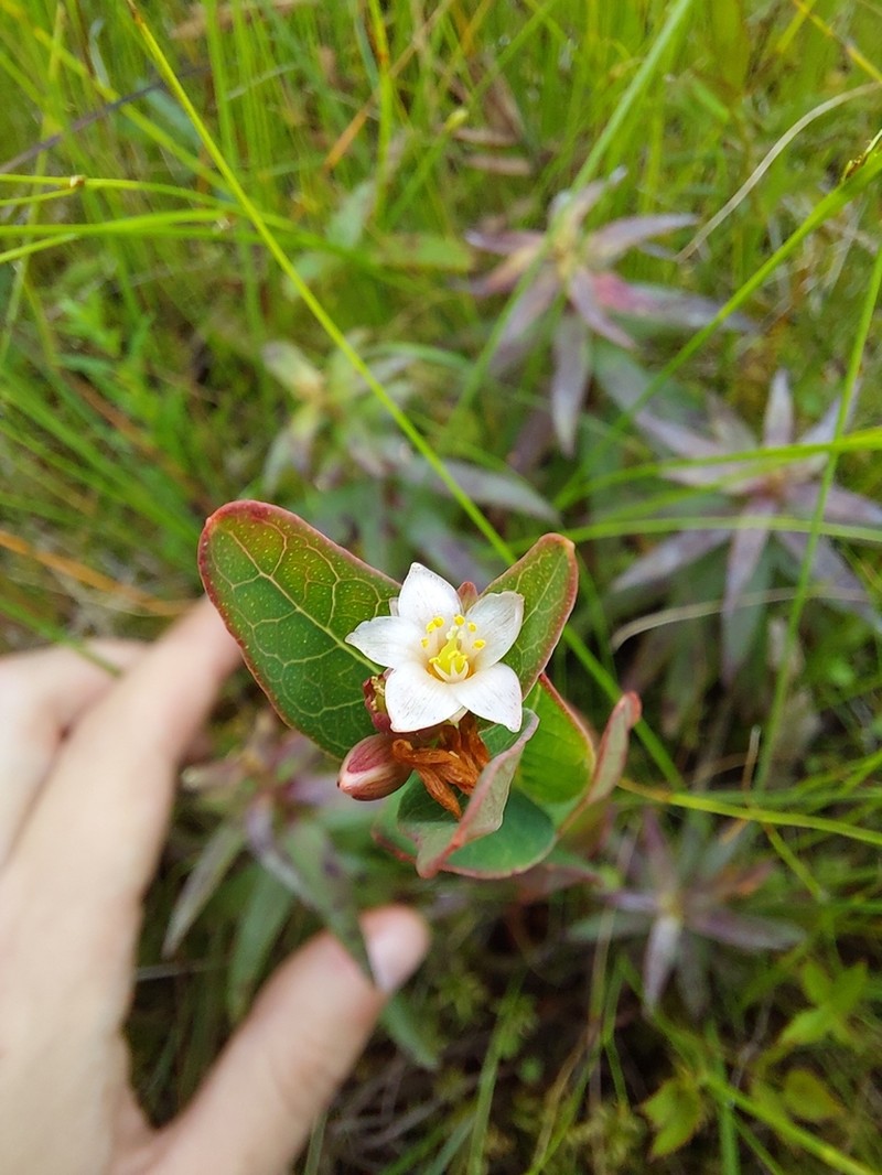 Hypericum fauriei photo 3