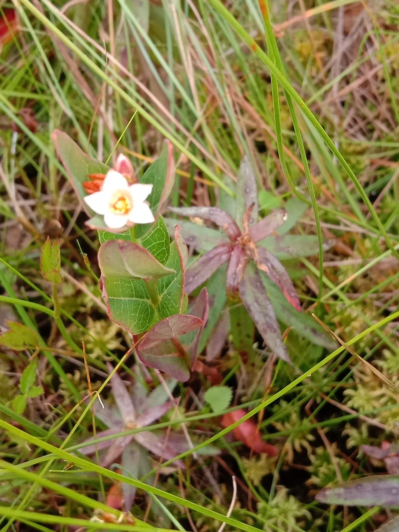 Hypericum fauriei photo 4