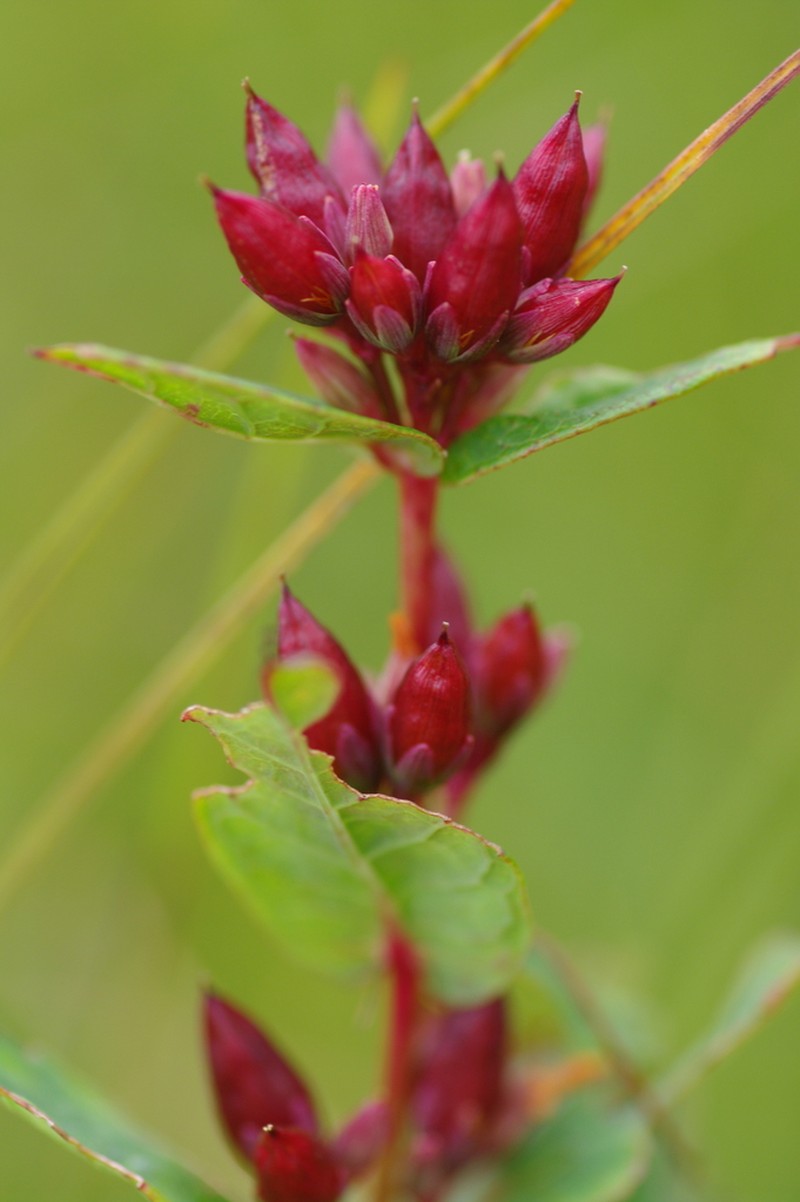 Hypericum fauriei photo 5