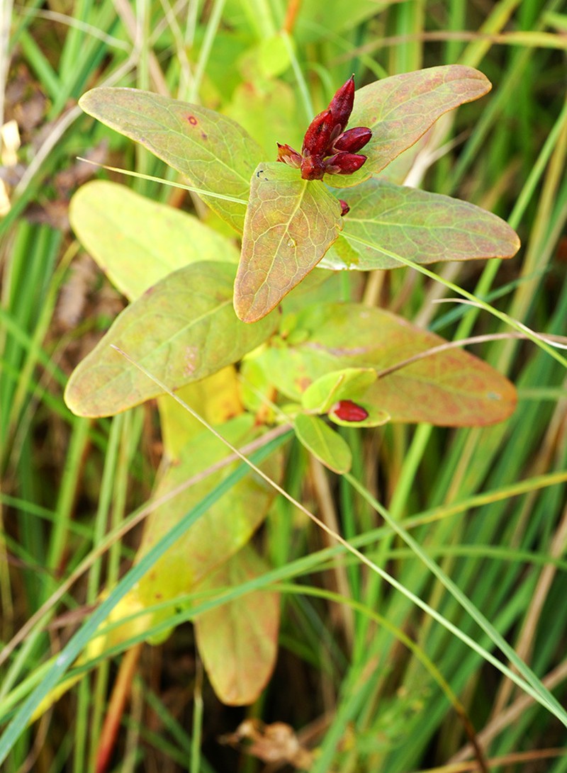 Hypericum fauriei photo 7