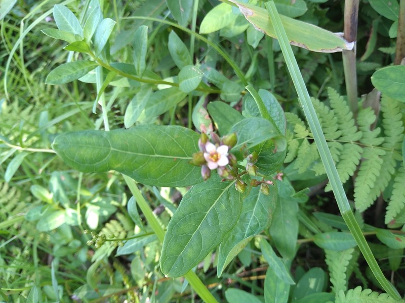 Hypericum fauriei photo 8