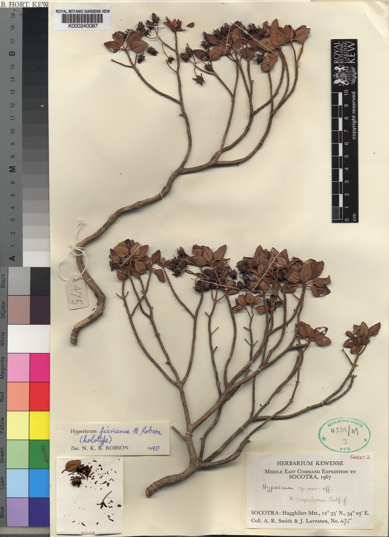 Hypericum fieriense