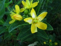 Hypericum foliosum