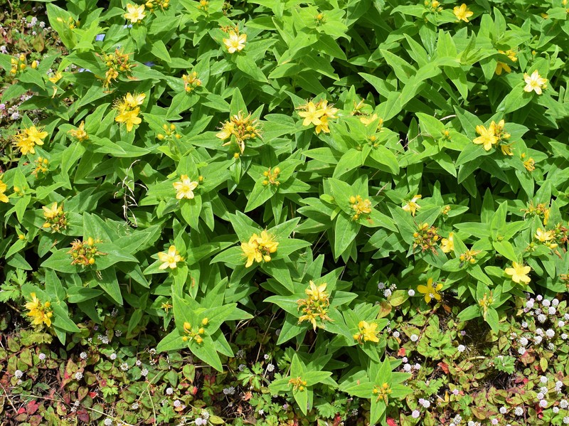 Hypericum foliosum photo 2