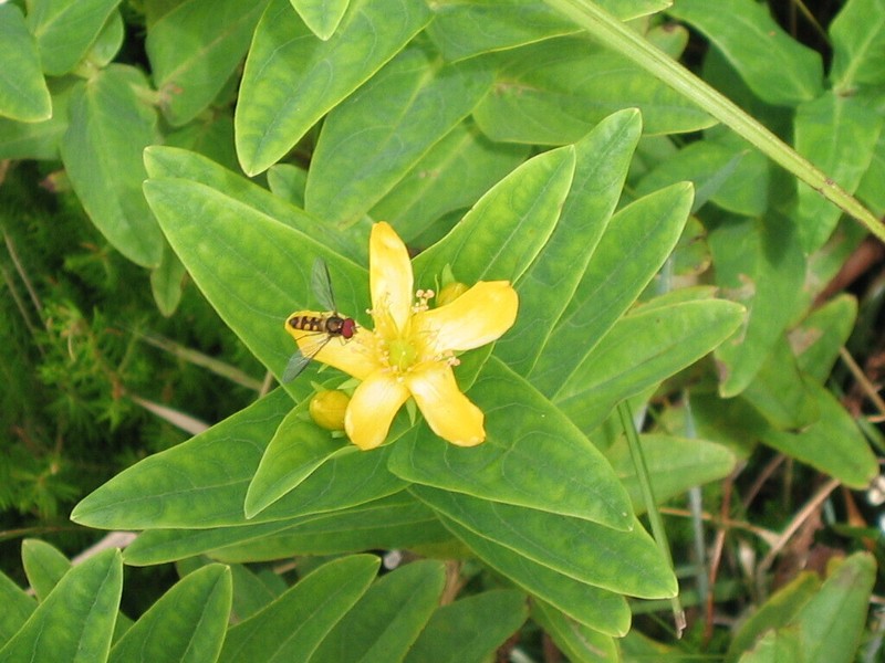 Hypericum foliosum photo 3