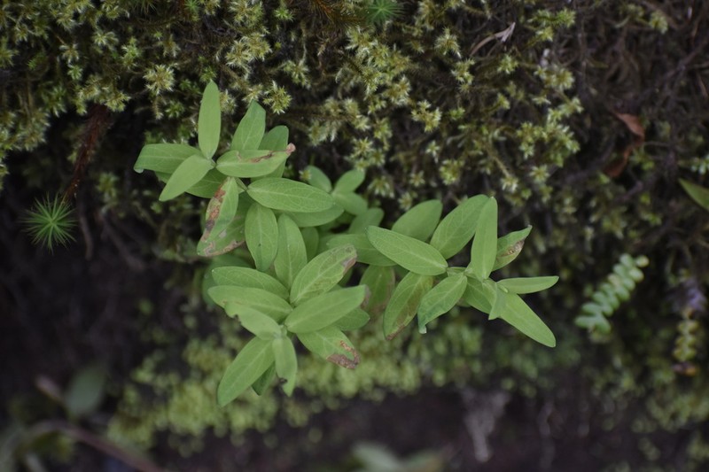 Hypericum foliosum photo 4