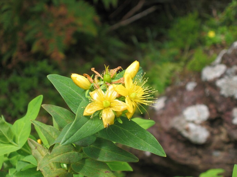 Hypericum foliosum photo 5