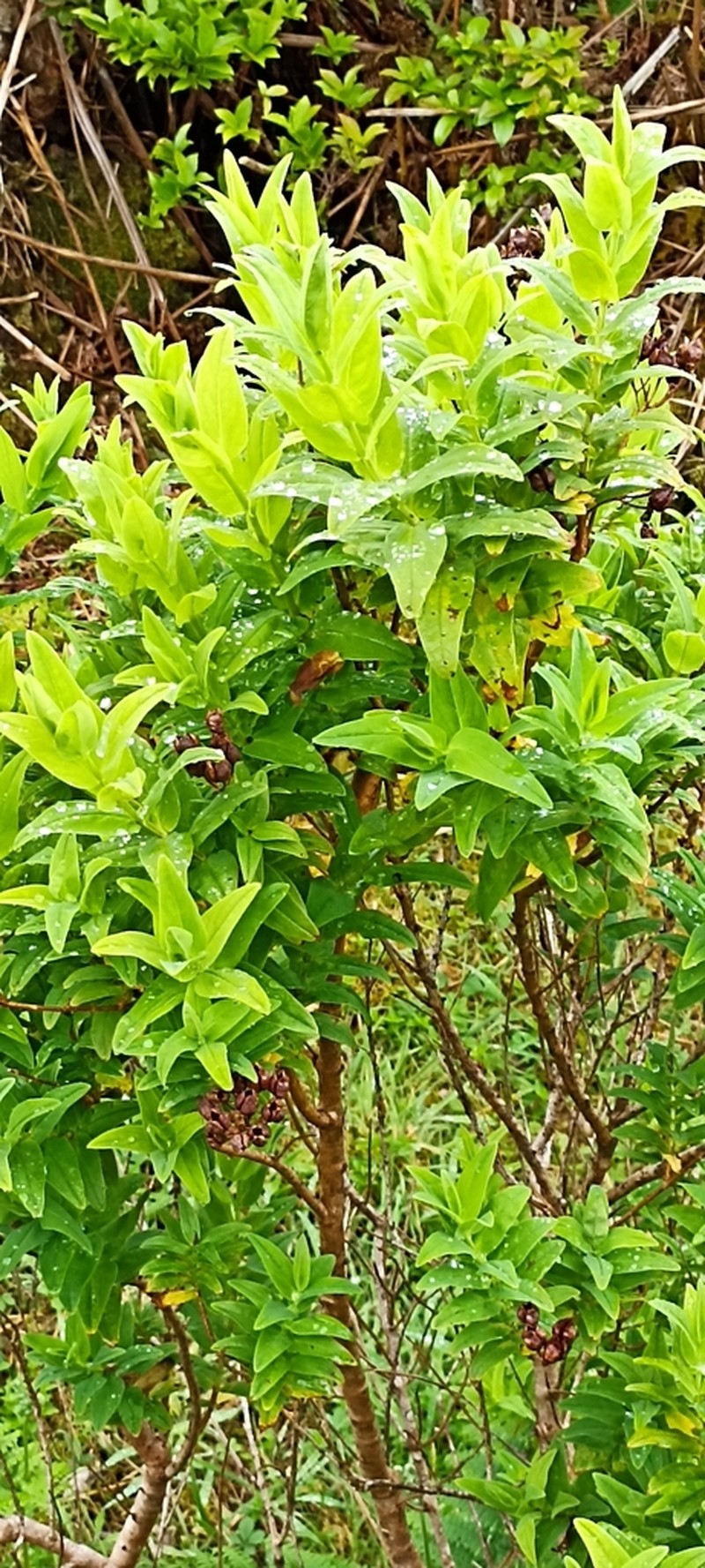Hypericum foliosum photo 6