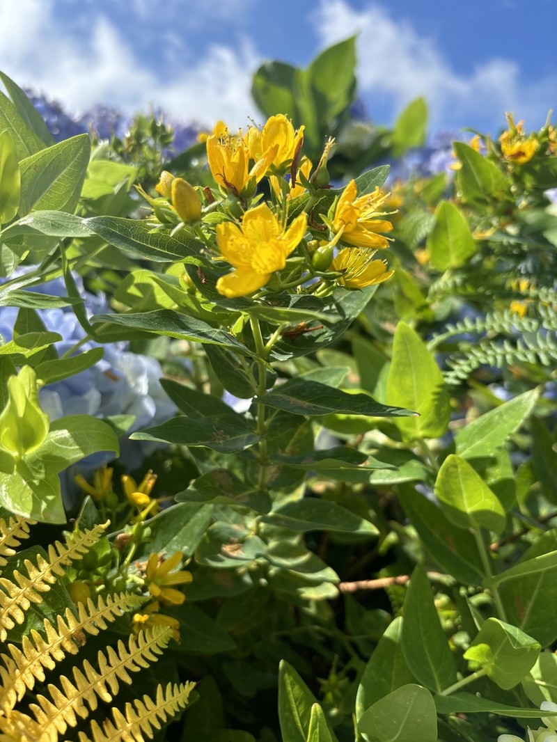 Hypericum foliosum photo 7