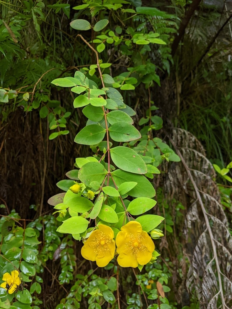Hypericum formosanum