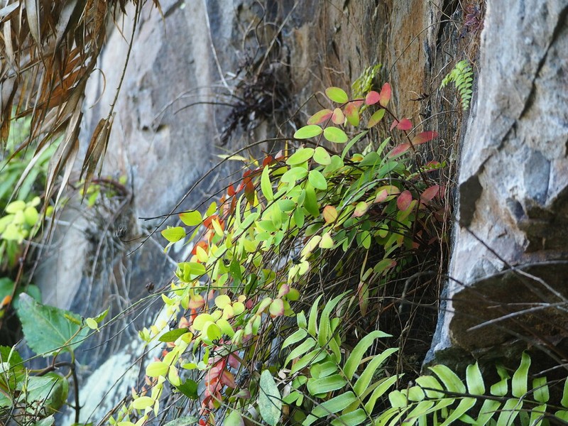 Hypericum formosanum photo 2