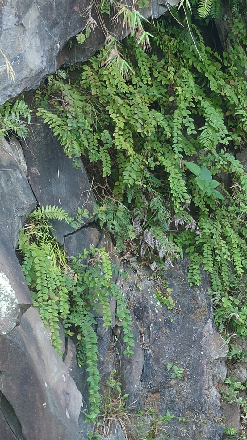 Hypericum formosanum photo 3