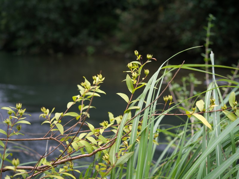 Hypericum formosanum photo 4