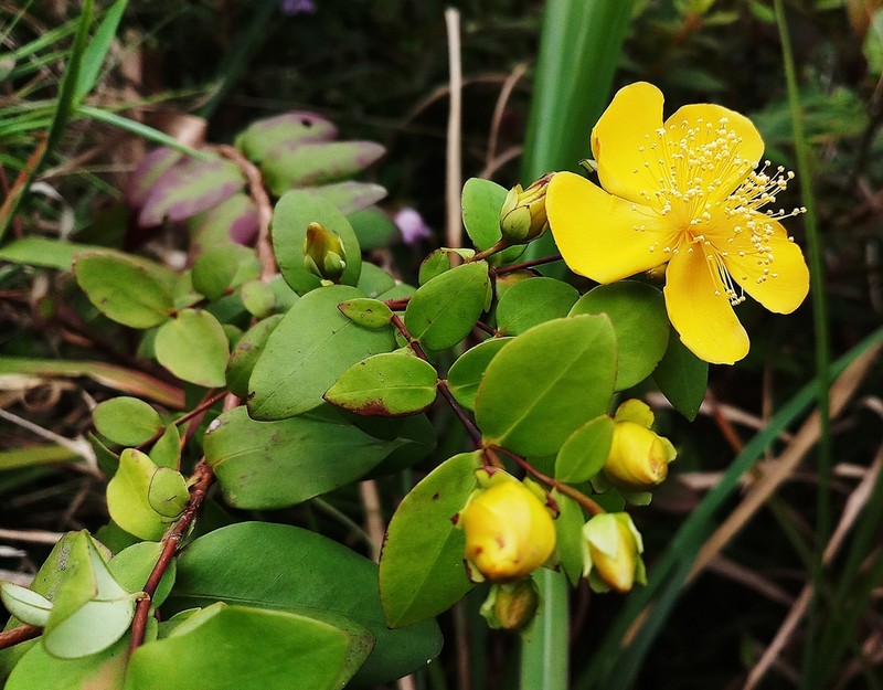 Hypericum formosanum photo 5