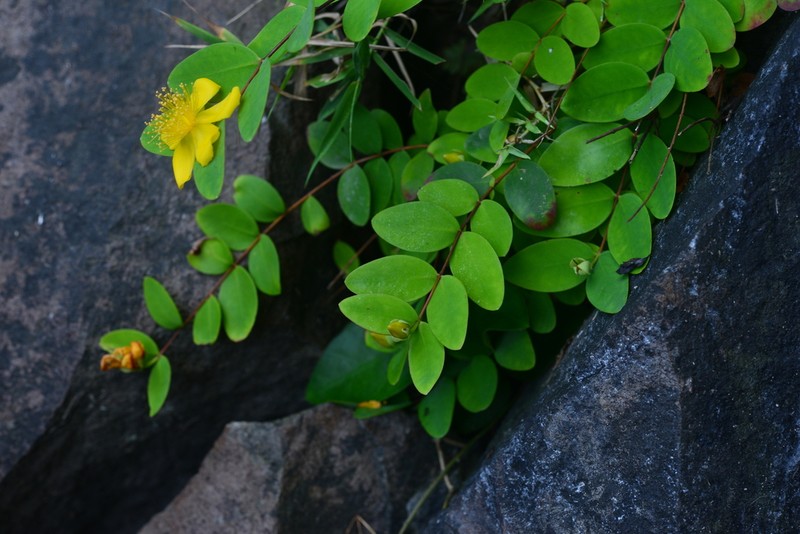 Hypericum formosanum photo 6