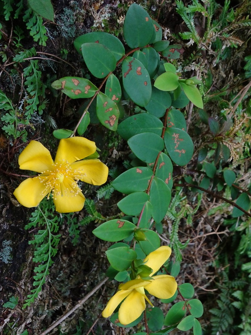 Hypericum formosanum photo 7