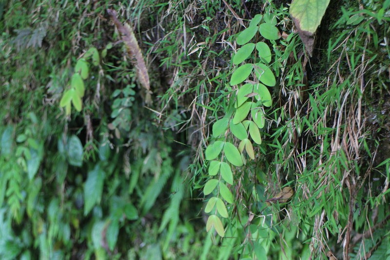 Hypericum formosanum photo 8