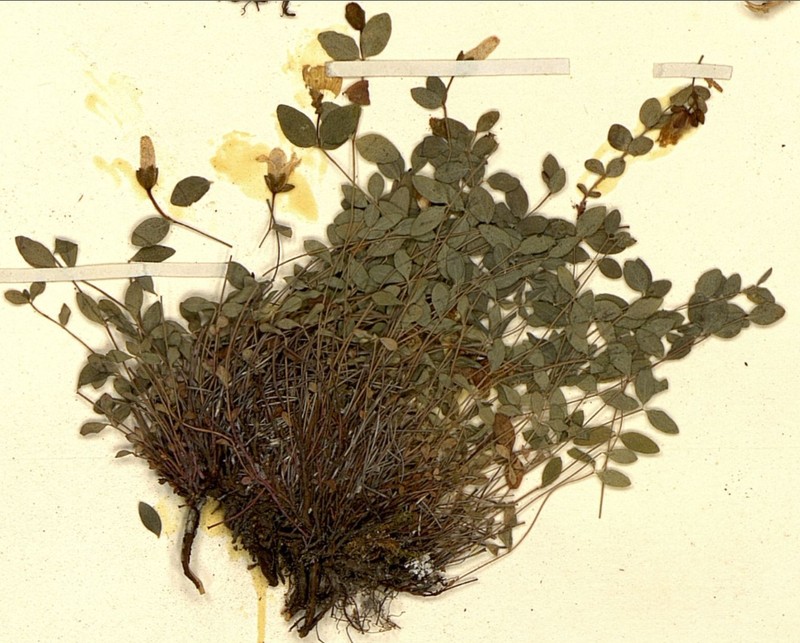 Hypericum formosissimum photo 2